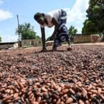 cacao