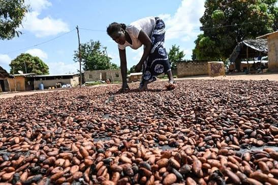 cacao